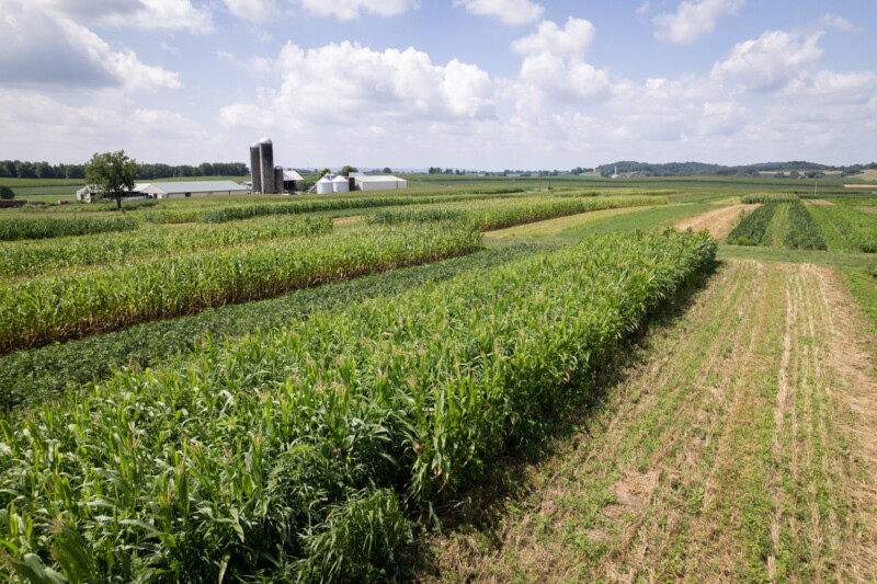 附子种植技术林地可以种植农作物吗