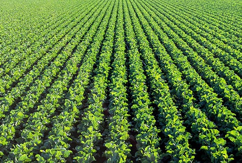 山药种植最新方法视频(天冬种植技术及亩收益)