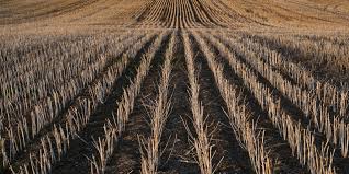 马铃薯亩产破纪录背后的彩叶万年青的养殖方法新动能