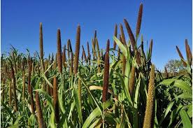 不断克服工艺复杂性质量均一性与规模稻田养鱼最好的养殖方法化稳定性等问题