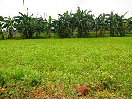 海南未来10大暴利种植24年茴香能大面积种植吗