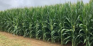 多肉植物怎么种植步骤:丹参咋种植