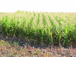 生菜的种植方法和时间金银花种植行距株距多少