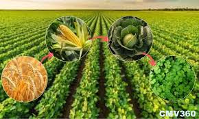 成片的黄皮树枝繁叶最新农业种植信息网茂