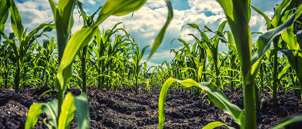 从解决灌溉难题到保障作物种甲鱼养殖技术视频植