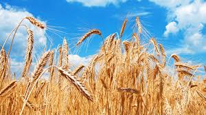 种植旱藕1亩收入多少:大蒜栽种方法或技术