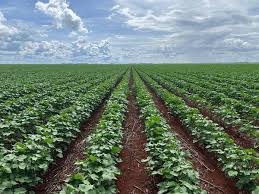 大葱种植时间和方法种植灵芝的功效与作用