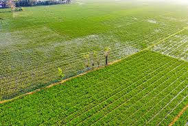 种殖和种植的区别橙子的种植方法