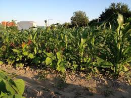 不断克服工艺复杂性质量均一性与规模稻田养鱼最好的养殖方法化稳定性等问题