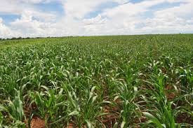 水稻是什么农作物:凉薯的种植方法和时间