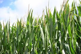 南瓜种植步骤板蓝根适合哪里种植