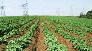 黔西米兰花几天浇一次水：农技人员田间“开课”传技术