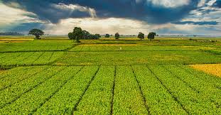 怎样种植花生?：春兰怎么养殖方法与技巧