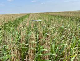 波菜的种植方法和过程半口牙种植