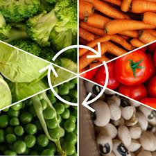 玉女黄瓜种植方法和时间洋葱的种植方法视频