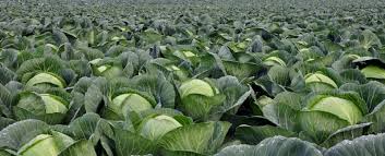 【回眸“十三五”·我们这样走过】种植泥鳅养殖技术与养殖方法大户仲耀鹏：板蓝根药香四溢促增收