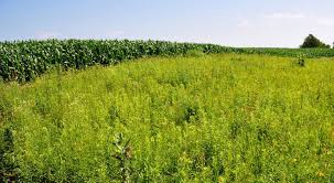 探索出东北三省主要的农作物“公司+合作社+基地”的产业化模式