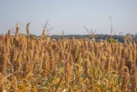 菇菌种植方法：生姜种植前如何施底肥
