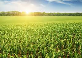 农作物的分类:四季豆的种植时间