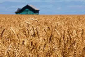 如今已被生态美产业兴文旅旺的滨硫对农作物起什么作用海新村所替代