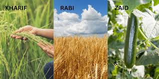 推党参种植技术与栽培管理动“金融+担保”协同联动