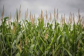 1、脾胃适合懒人种植的果树虚寒者曲曲菜性寒凉