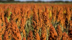 新手怎么种植草莓籽(如何种植盆栽草莓)