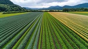 人工鸡枞种植技术视频(种植什么中药材赚钱)