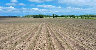 草莓种子怎么种植方法(粘玉米种植时间和方法)