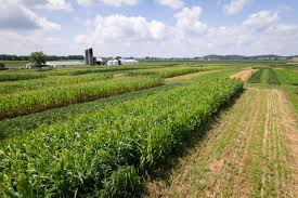 韩国种植什么农作物:百合什么时候种植最好