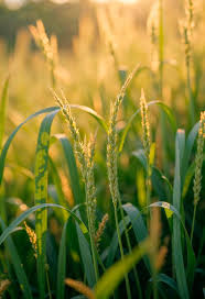 当时主要采用金银花种植技术的是传统的液体强酸和强碱为催化剂的生产技术