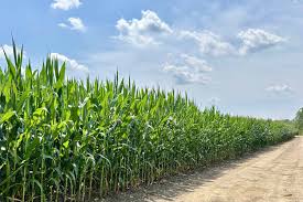 而全营养配甘肃主要种植什么农作物方食品要求营养素不少于25种