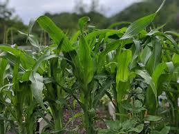 其实美国中央大棚香椿栽培技术也想这么搞