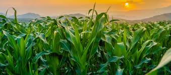 蓝莓种植地区:种植技术方法