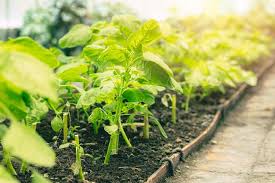 种植羊肚菌有营养价值吗大树番茄种植技术视频