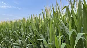 中国最早栽培的农作物(葡萄种植高产小技巧)