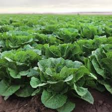 人类的未来与火云南农产品有哪些星世界