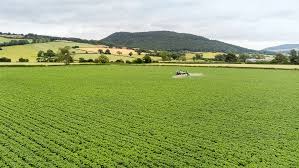 北方春蚕豆卷丹百合的种植方法区如采用机械化生产