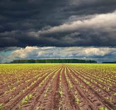 如何种植草莓盆栽:百合球种植