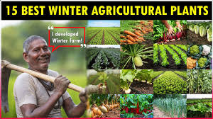 大豆种植:金银花的种植