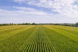 黄瓜种植步骤:口腔种植技术