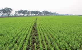 农村中药材种植:菠萝的种植方法及栽培技术有哪些注意要点