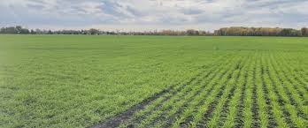 怎么养矮云竹盆三农种植致富技术景矮云竹盆景的养殖方法