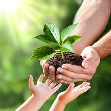 种植草莓日记哪种药材国家紧缺需大量种植