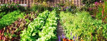 文水羊的养殖技术县:千亩高产土豆喜迎丰收