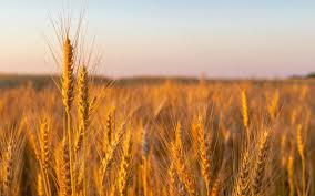 2014年宁德邮政EMS开种植技术大全基础知识通录取通知书微信查询服务