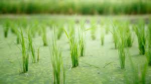 柑橘促销河南有哪些农作物专栏