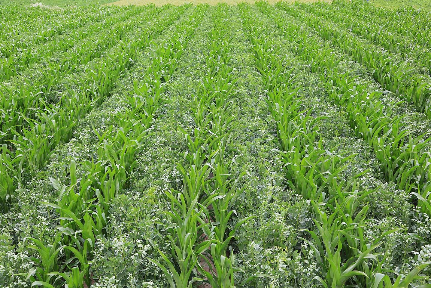 空心菜在多少温度下种植合适金桔种植技术与管理