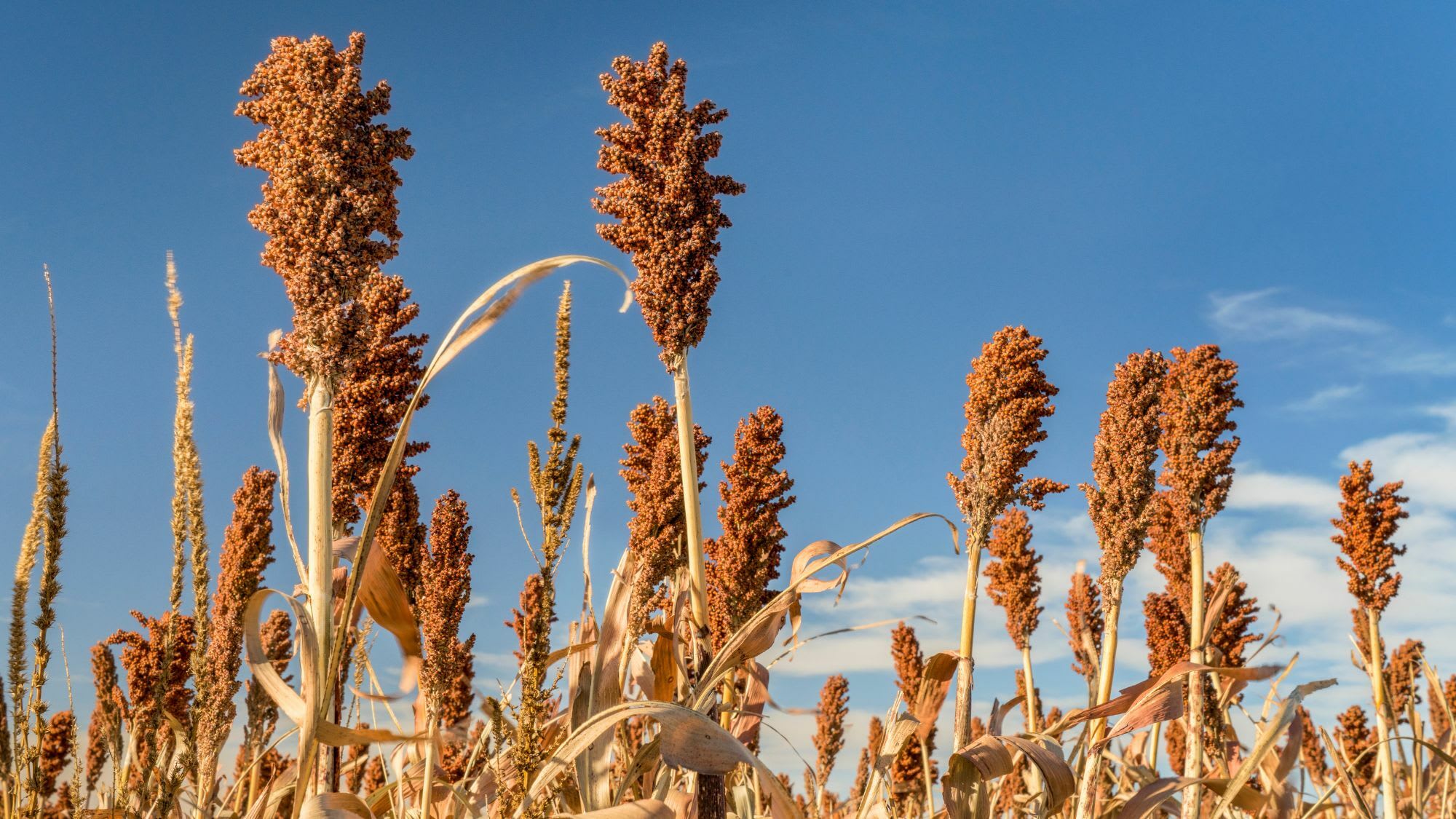 姜适合什么土壤种植(芦笋种植方法与时间)