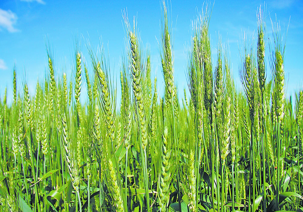 加强疫病监测提高养殖防治技术水平——市动地中海芹菜物疫病预防控制中心举办全市水生动物疫病监测暨黄颡鱼养殖病害防治技术培训班